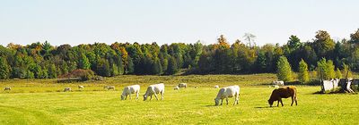 Paysage rural
