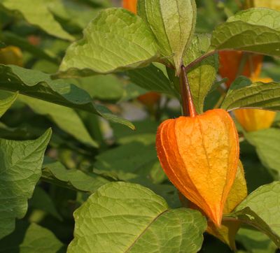 Citrouille miniature-little pumpking 