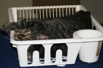 My dishwasher