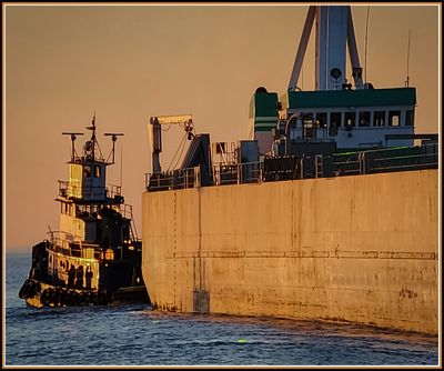 tug no 204.jpg