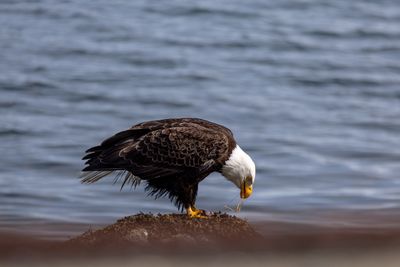Eagle Breakfast 2.jpg