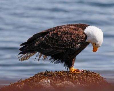 Eagle Posing.jpg