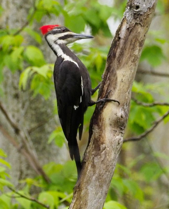 Pileated Woodpecker - Rondeau Provincial Park May 2024