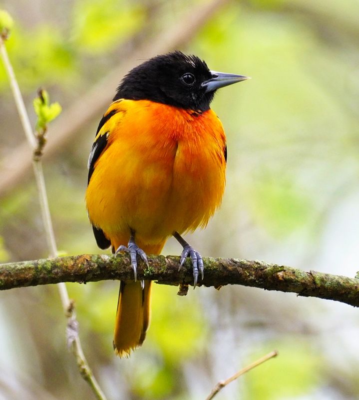 Baltimore Oriole - Rondeau Provincial Park May 2024