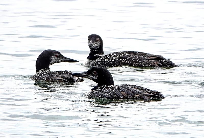 Loons Sylvan Lake Alberta - Aug. 27, 2024 1