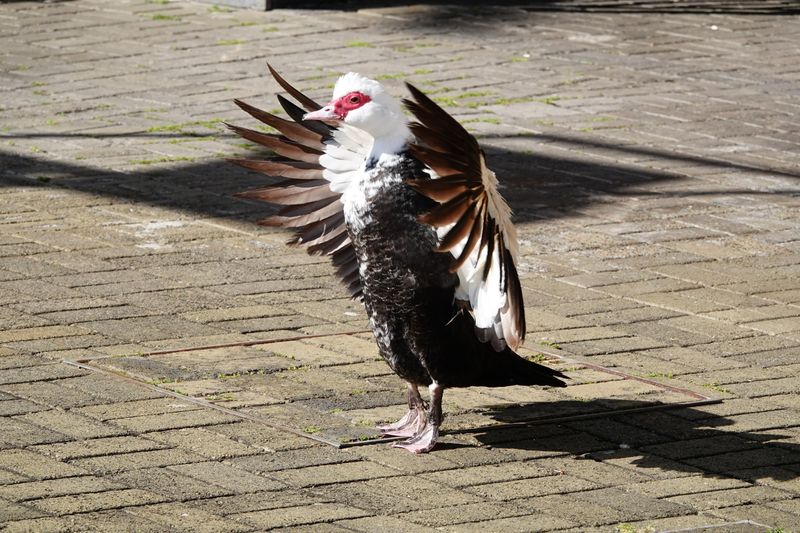 Warzenente - Madeira (March 23, 2025)