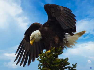 The Eagle has Landed in Gros Morne National Park, Newfoundland