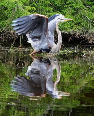 Great Blue Heron taking off on Hoc Roc River, Muskoka, July 23, 2024 1