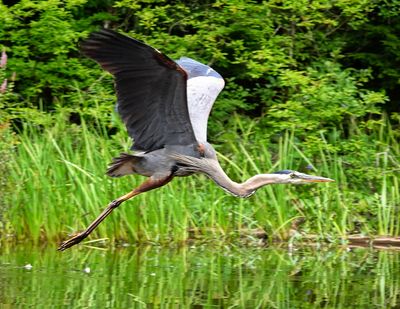 Great Blue Heron taking off on Hoc Roc River, Muskoka, July 23, 2024 3
