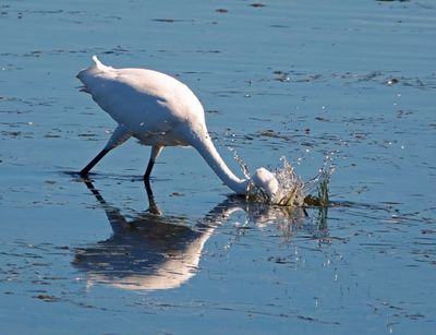 Egret Collingwood Harbour Sept 2024 1