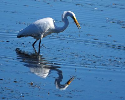 Egret Collingwood Harbour Sept 2024 2