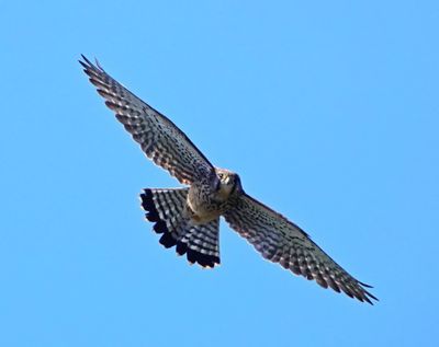 Common Kestral - Calheta, Madeira 1 (March 23, 2025)
