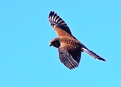 Common Kestral - Calheta, Madeira 2 (March 23, 2025)