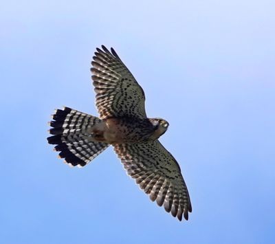 Common Kestral - Calheta, Madeira 3 (March 23, 2025)