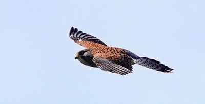 Common Kestral - Calheta, Madeira 4 (March 23, 2025)