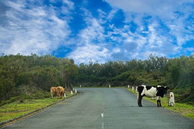 Cows on Madeira 6000 feet.jpg