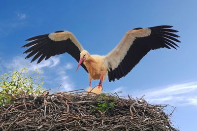Storks in Portugal - April 16, 2025