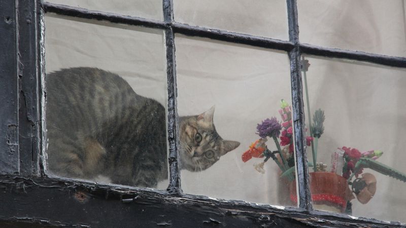 14th: The Cat in the Window