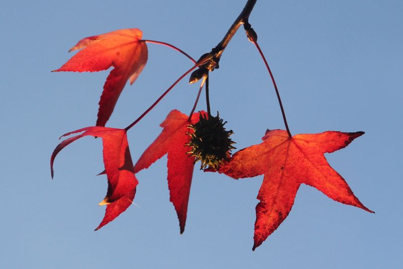 323: Sweet Gum Leaves