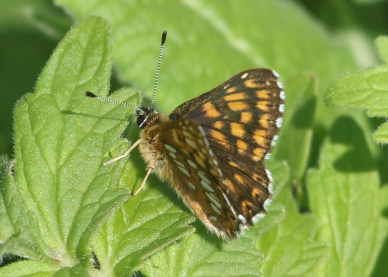 107: Duke of Burgundy butterfly