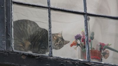 14th: The Cat in the Window