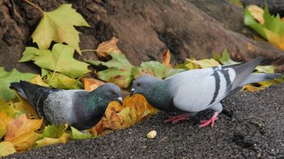 308: Pigeons in Autumn