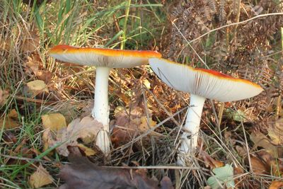 318: Autumn Fungi