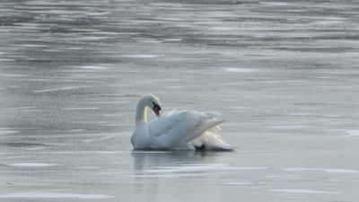 356: Swan with Ice