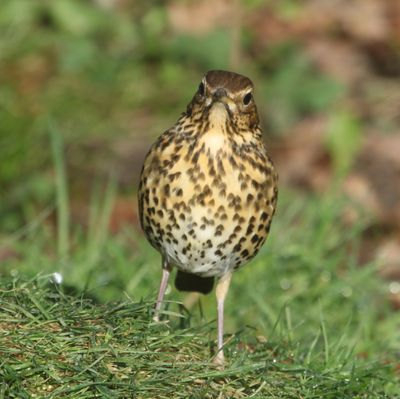 18: Song Thrush