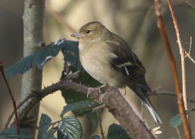  19: Female Chaffinch