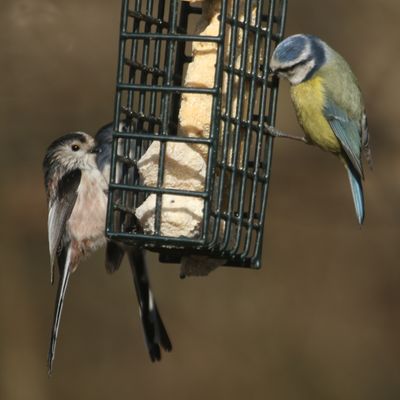47: Back at the Feeder