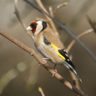 48: Goldfinch
