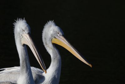 6: Pelicans