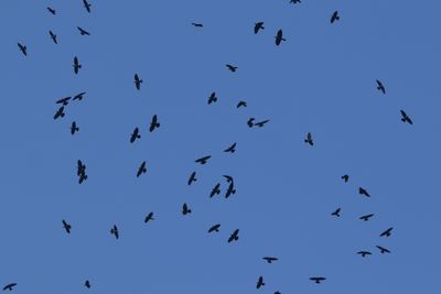 62: A Clattering of Jackdaws
