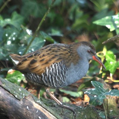 64: Water Rail