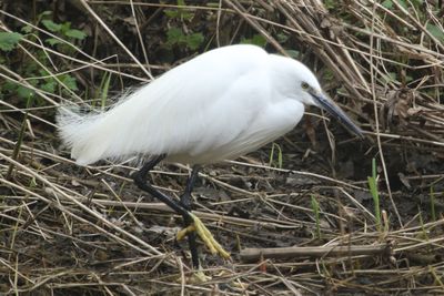 69: Little Egret