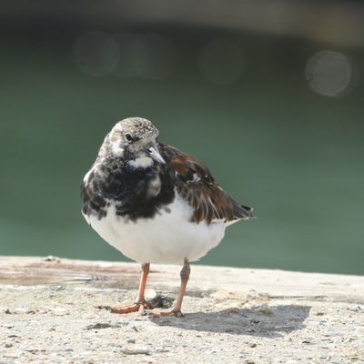 116: Turnstone