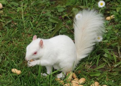 118: Albino Squirrel