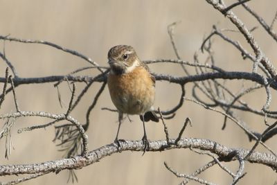 136: Stonechat