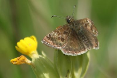 145: Dingy Skipper