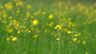 153: Buttercups