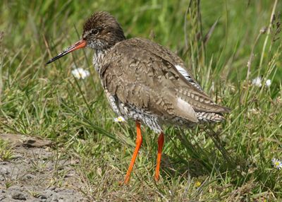 155: Redshank