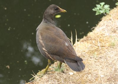 200: Young Moorhen