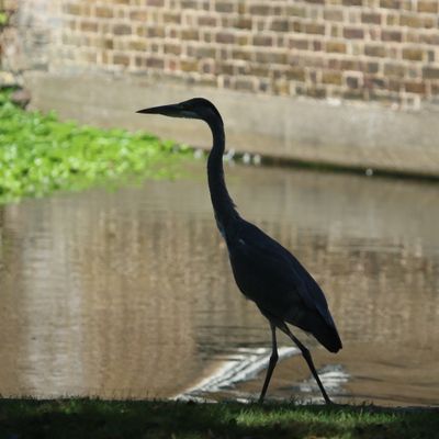 257: Heron in silhouette