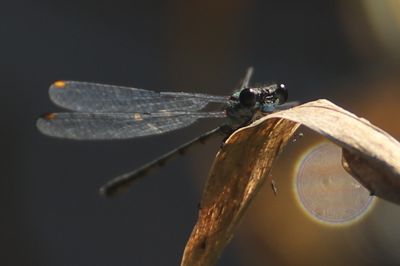 308: Willow Emerald Damselfly