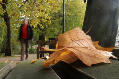314: Leaf on a bench