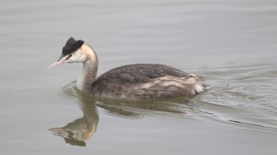 318: Great Crested Grebe