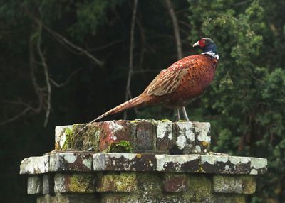 329: Male Pheasant