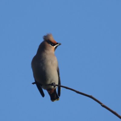 364: A Waxwing perched