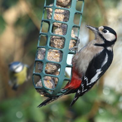 15: Woodpecker at the feeder